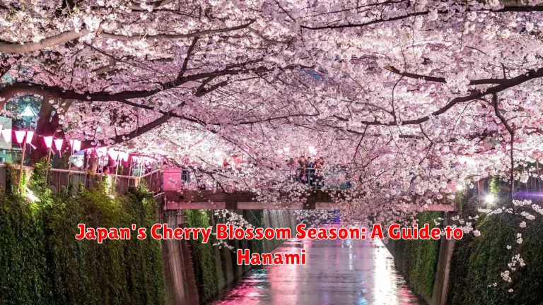 Japan's Cherry Blossom Season: A Guide to Hanami